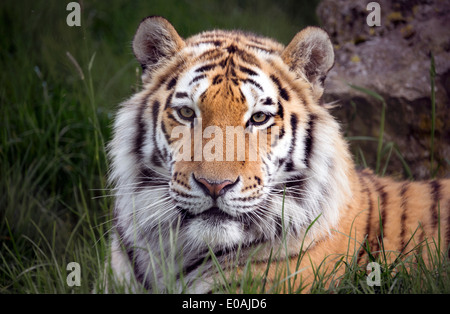 Maschio di tigre di Amur giacente in erba Foto Stock