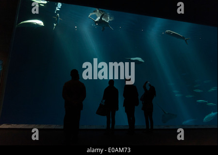 Il Monterey Bay Aquarium, CALIFORNIA, STATI UNITI D'AMERICA Foto Stock