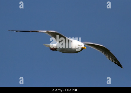 Adulto Aringa europea gabbiano (Larus argentatus) in volo su Great Orme Llandudno Regno Unito Foto Stock