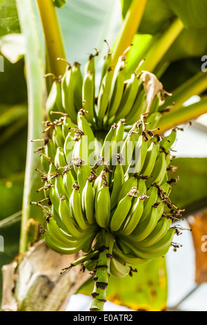 Un grappolo di banane acerbe appeso su un albero di banana Foto Stock