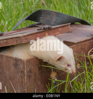 Un bianco albino ferret in una scatola di trasporto utilizzati per il loro trasporto su erba lunga Foto Stock