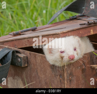 Un bianco albino ferret in una scatola di trasporto utilizzati per il loro trasporto su erba lunga Foto Stock