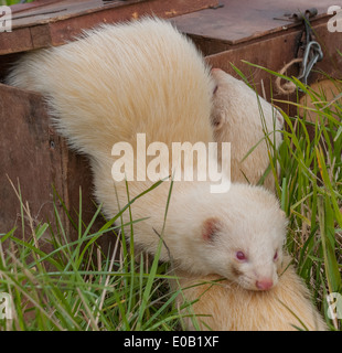 Un bianco albino ferret in una scatola di trasporto utilizzati per il loro trasporto su erba lunga Foto Stock