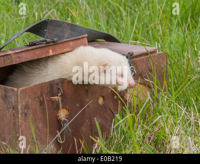 Un bianco albino ferret in una scatola di trasporto utilizzati per il loro trasporto su erba lunga Foto Stock