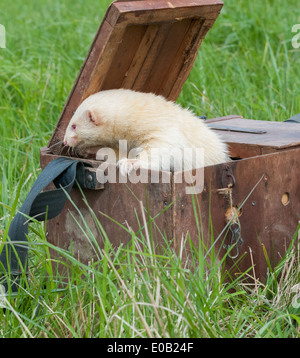 Un bianco albino ferret in una scatola di trasporto utilizzati per il loro trasporto su erba lunga Foto Stock