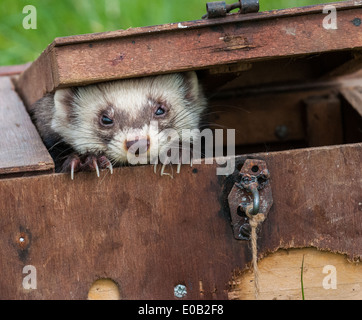 Pole Cat furetti in una scatola di trasporto utilizzati per il loro trasporto su erba lunga Foto Stock