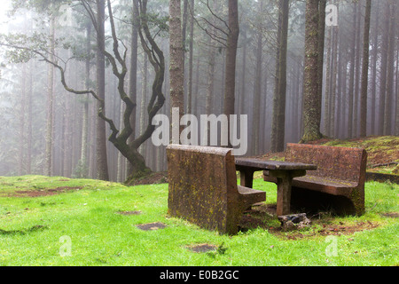 Picknick panche in misty foresta laurel, Madeira, Portogallo Foto Stock