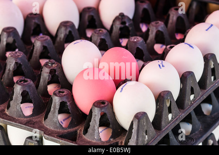 Thailandia, Phang Nga, mercato settimanale vicino Khuekkhak, bianco e rosa uova Foto Stock