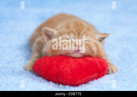 Piccolo Gattino che dorme sul cuore rosso-cuscino sagomato Foto Stock