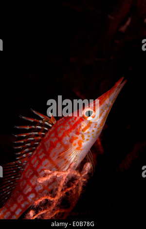 Longnose hawkfish su di gorgonie. Foto Stock