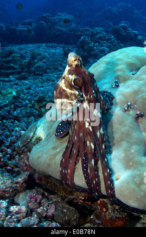 Il polpo sulla barriera corallina. Foto Stock