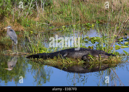 Alligatore e airone cenerino. Foto Stock