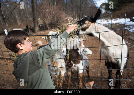 Ragazzo capre di alimentazione oltre il recinto Foto Stock