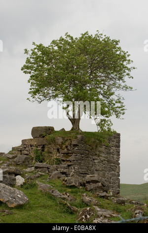 Un lone tree crescente da una rovina abbandonati Foto Stock