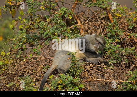 Scimmia di Samango (Cercopithecus mitis erythrachus) in un albero che mangia frutta, Monte Sheba, Mpumalanga, Foto Stock