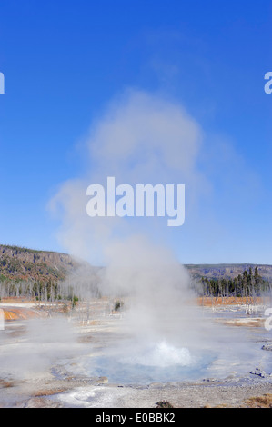 Spouter Geyser, sabbia nera bacino, il Parco nazionale di Yellowstone, STATI UNITI D'AMERICA Foto Stock