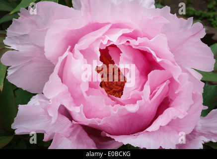 La struttura giapponese peonia 'Duchess di Marlborough' (Paeonia suffruticosa) nella tarda primavera. Foto Stock