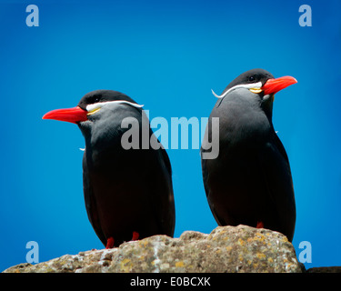 Ornitologia: Inca Tern (Larosterna inca) Foto Stock