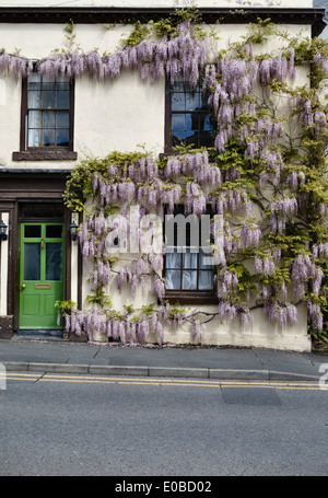 Il glicine copre la facciata di una vecchia casa a Leominster, Herefordshire, Regno Unito, in tarda primavera Foto Stock