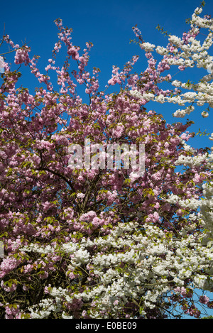 Bianco e rosa primavera sbocciano i fiori di apple ciliegi, Surrey, England, Regno Unito Foto Stock