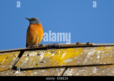 Cape Rock Tordo (Monticola rupestris), maschio Foto Stock