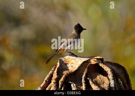 Giardino di Bulbul (Pycnonotus barbatus layardi), chiamato anche Dark-capped Bulbul e black-eyed bulbul. In precedenza (Pycnonotus tricolore) Foto Stock