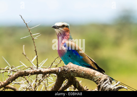 Lilla-breasted rullo (Coracias caudatus) appollaiate in una spina elastica. Fotografato nel parco nazionale del Serengeti, Tanzania Foto Stock