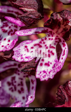 Close up di Lady Orchid (Orchis purpurea) in primavera Foto Stock