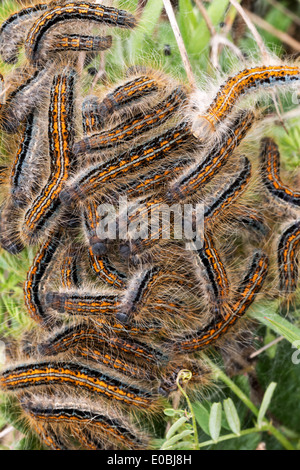 Giovani bruchi nel nido (Lymantria dispar) Foto Stock