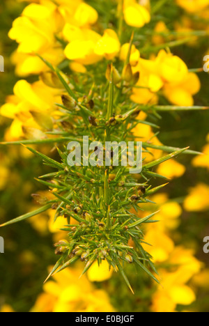 Ginestre in fiore, barca Ironhead lancio, Coos Bay Bureau of Land Management District, Oregon Foto Stock