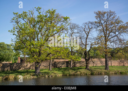 Alberi di quercia in primavera, Home Park, Hampton Wick, Kingston, Surrey, Regno Unito Foto Stock