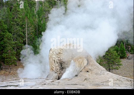 Geyser gigante, Upper Geyser Basin, il Parco nazionale di Yellowstone, Wyoming USA Foto Stock