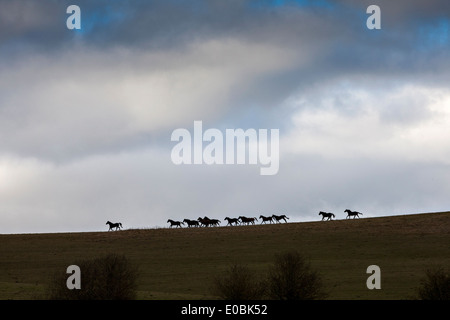 Gruppo di cavalli sulla skyline sulla Piana di Salisbury Foto Stock