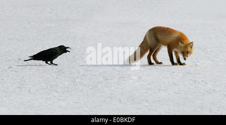 Japanese Red Fox e crow al ghiaccio e neve campo su un lago. Hokkaido Foto Stock