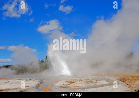 Daisy Geyser, Upper Geyser Basin, il Parco nazionale di Yellowstone, Wyoming USA Foto Stock