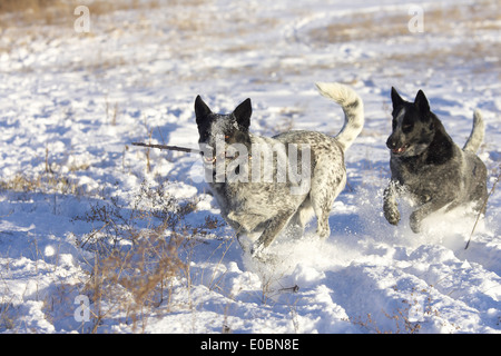 Miniature pinscher giocare nella neve di rual Kansas Foto Stock