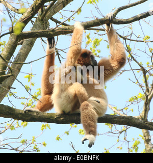 Femmina Gibbon Lar o White-Handed gibbone (Hylobates lar) tenendo la sua giovane Foto Stock