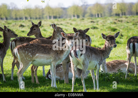 Giovane daino in Home Park Surrey, Inghilterra, London, Regno Unito Foto Stock