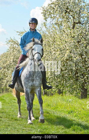 Cavalcare su un pony Connemara mare in primavera Foto Stock