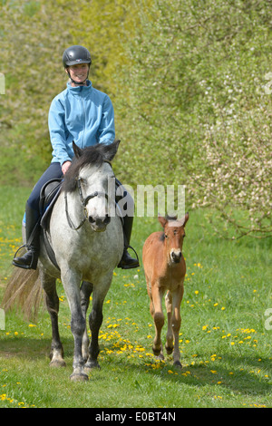 Cavalcare su un Connemara mare con il suo puledro Foto Stock