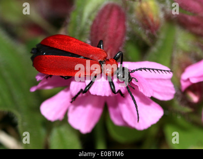Close-up di un Black-guidato il cardinale beetle (Pyrochroa coccinea) su un imporpori fiore appena prima del decollo Foto Stock