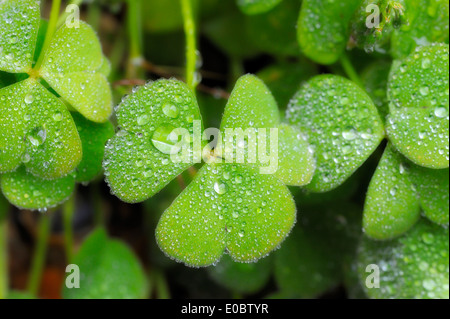 Il verde delle foglie coperta in gocce di pioggia Foto Stock