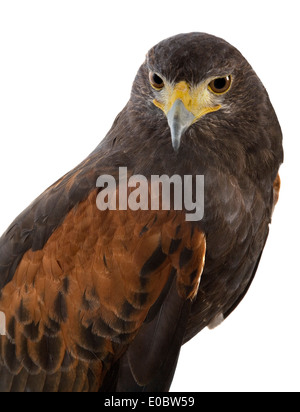 Harris Hawk, Parabuteo unicinctus Foto Stock