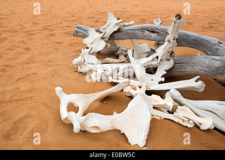 Le ossa di animali nel deserto Wahiba in Oman Foto Stock