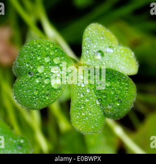 Il verde delle foglie coperta in gocce di pioggia Foto Stock