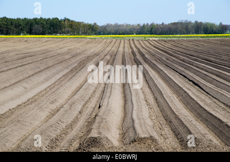 Arato di recente le righe in un campo potatoe Foto Stock