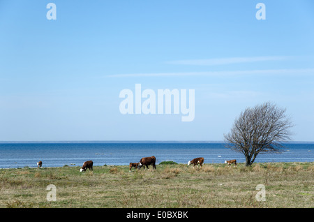 Bestiame al pascolo in primavera dalla costa dell'isola svedese oland Foto Stock