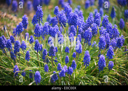 Uva blu giacinti fiori in cluster Muscari armeniaca Foto Stock