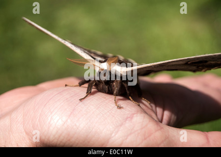 Giant Peacock Moth Foto Stock