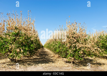 Il gelo, limoneto. Foto Stock